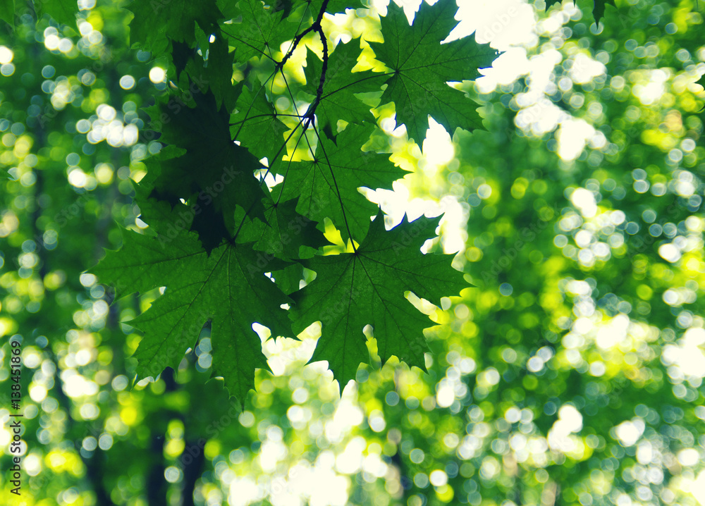 Green leaves on the green