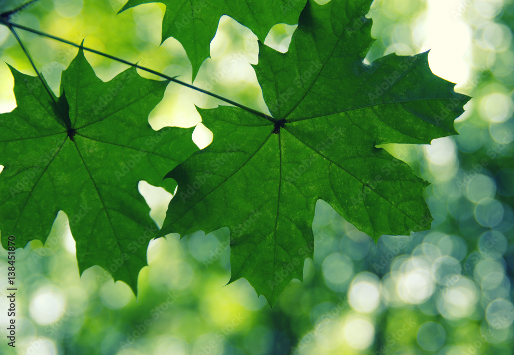 Green leaves on the green