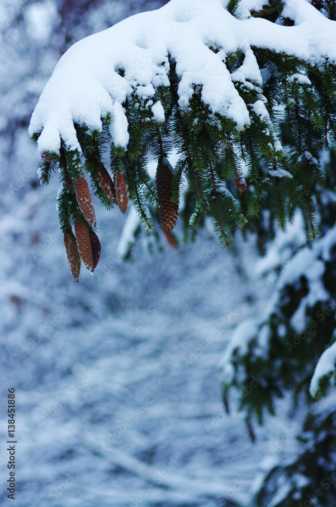 Spruce branches covered with snow