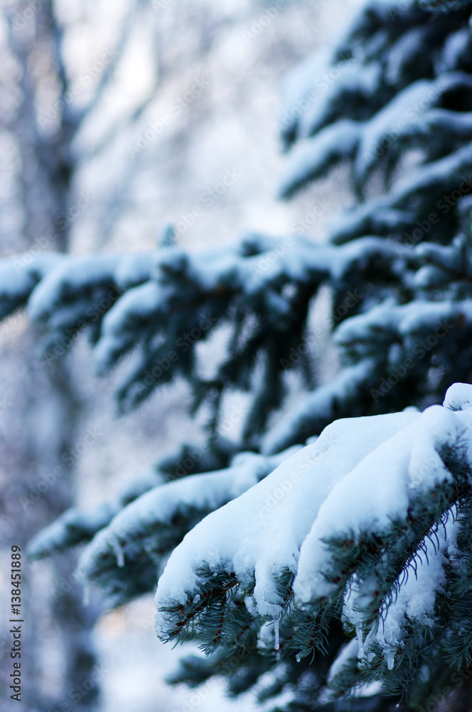 Spruce branches covered with snow