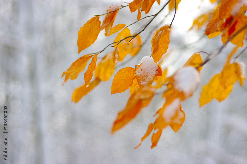 Yellow leaves in snow.