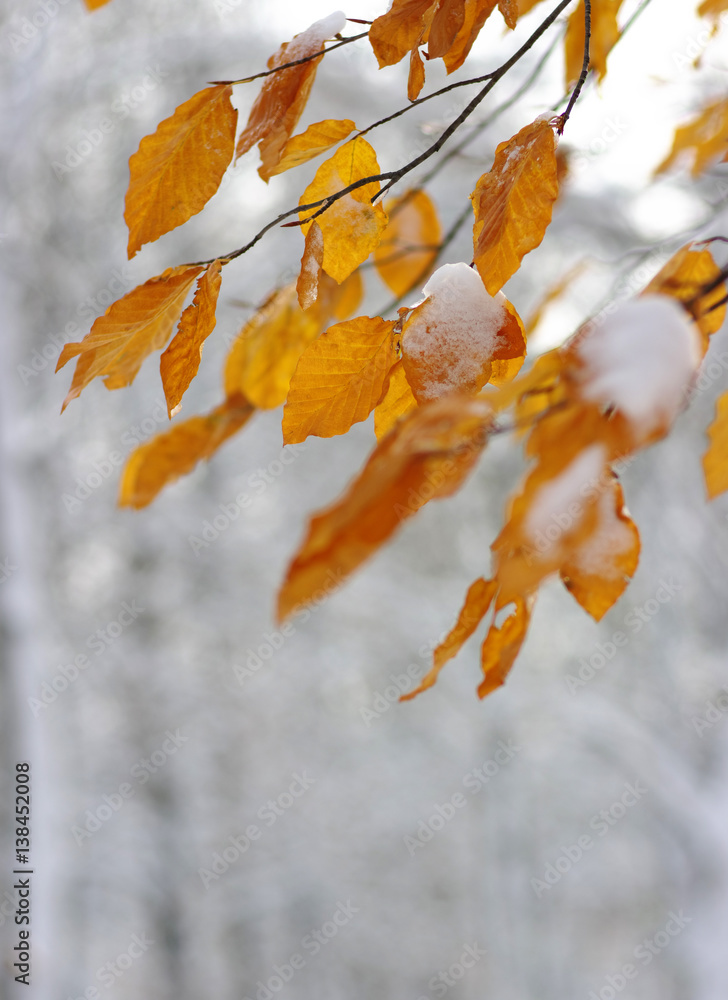 Yellow leaves in snow.