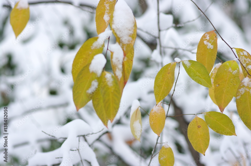 雪中黄叶。