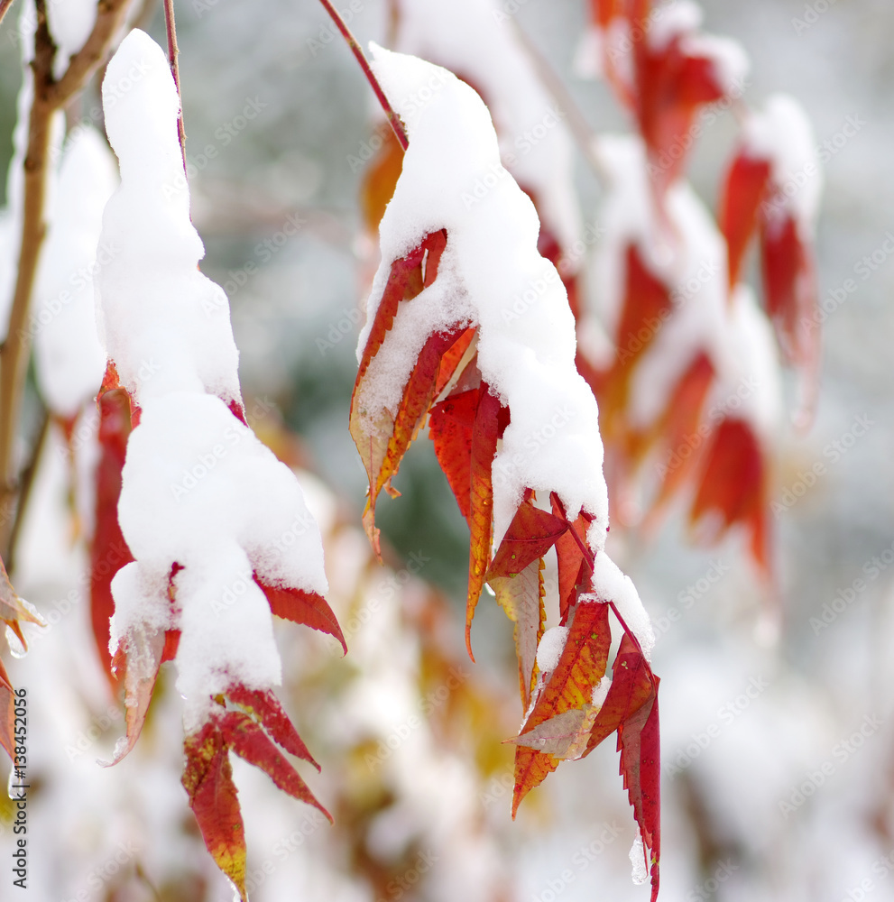 Yellow leaves in snow.