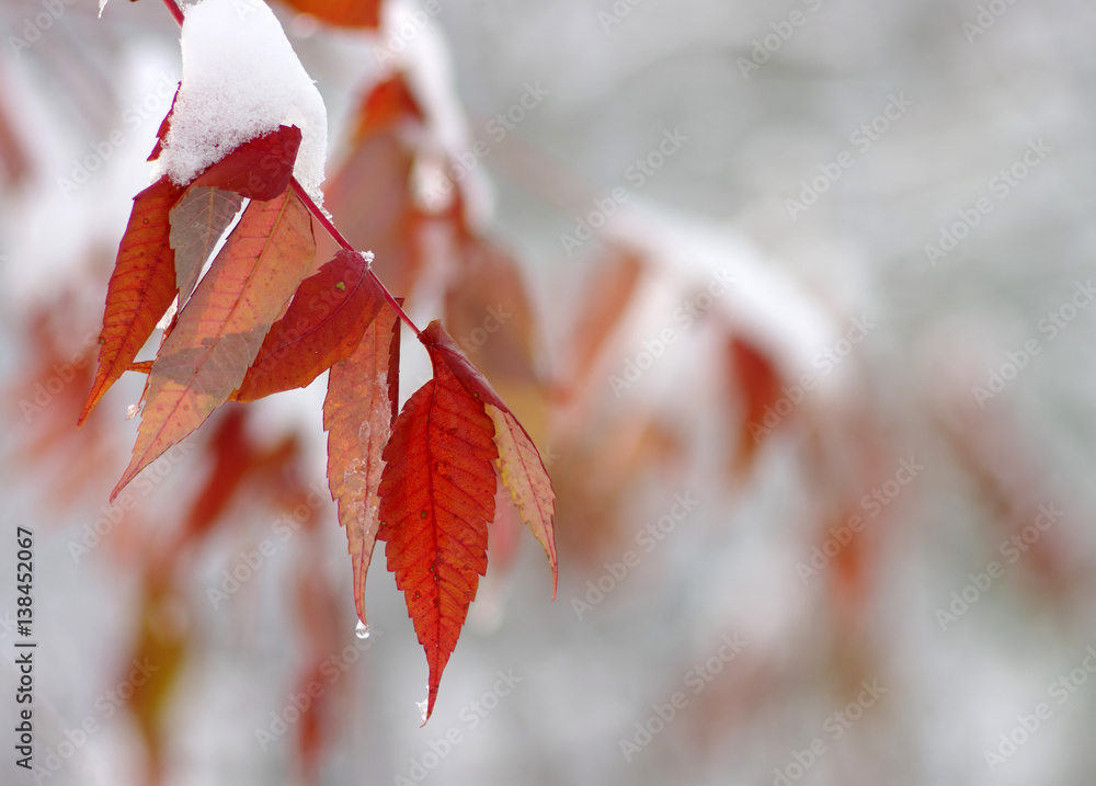 Yellow leaves in snow.