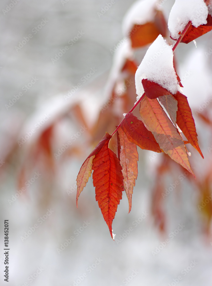 雪中黄叶。