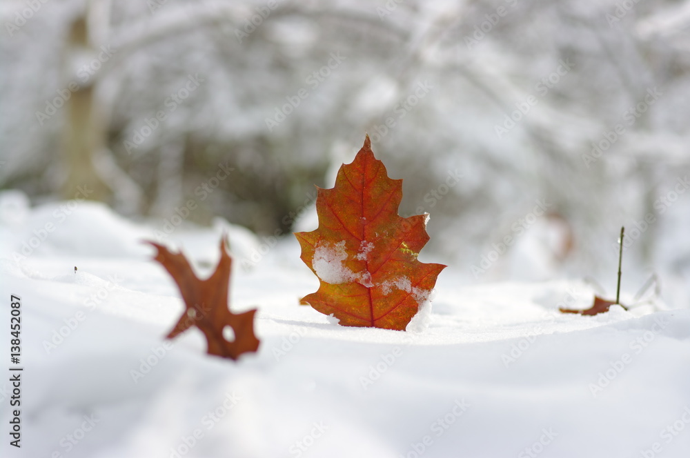 雪中黄叶。