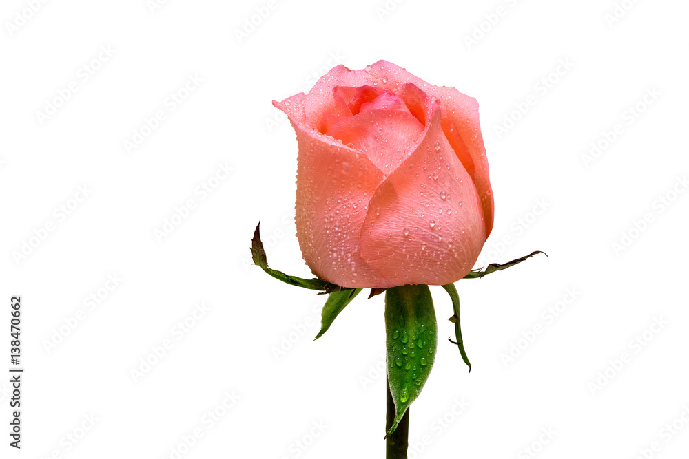 rose flower isolated with dew