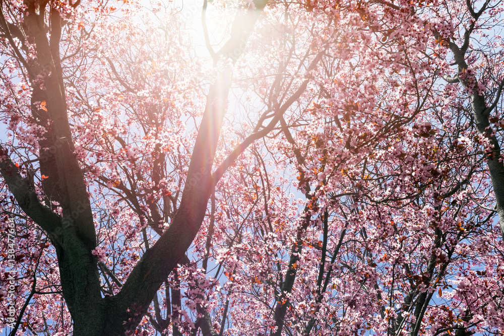 Tree with pink flowers in spring