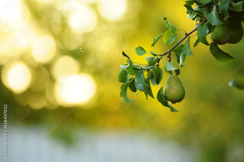 Pear on a branch