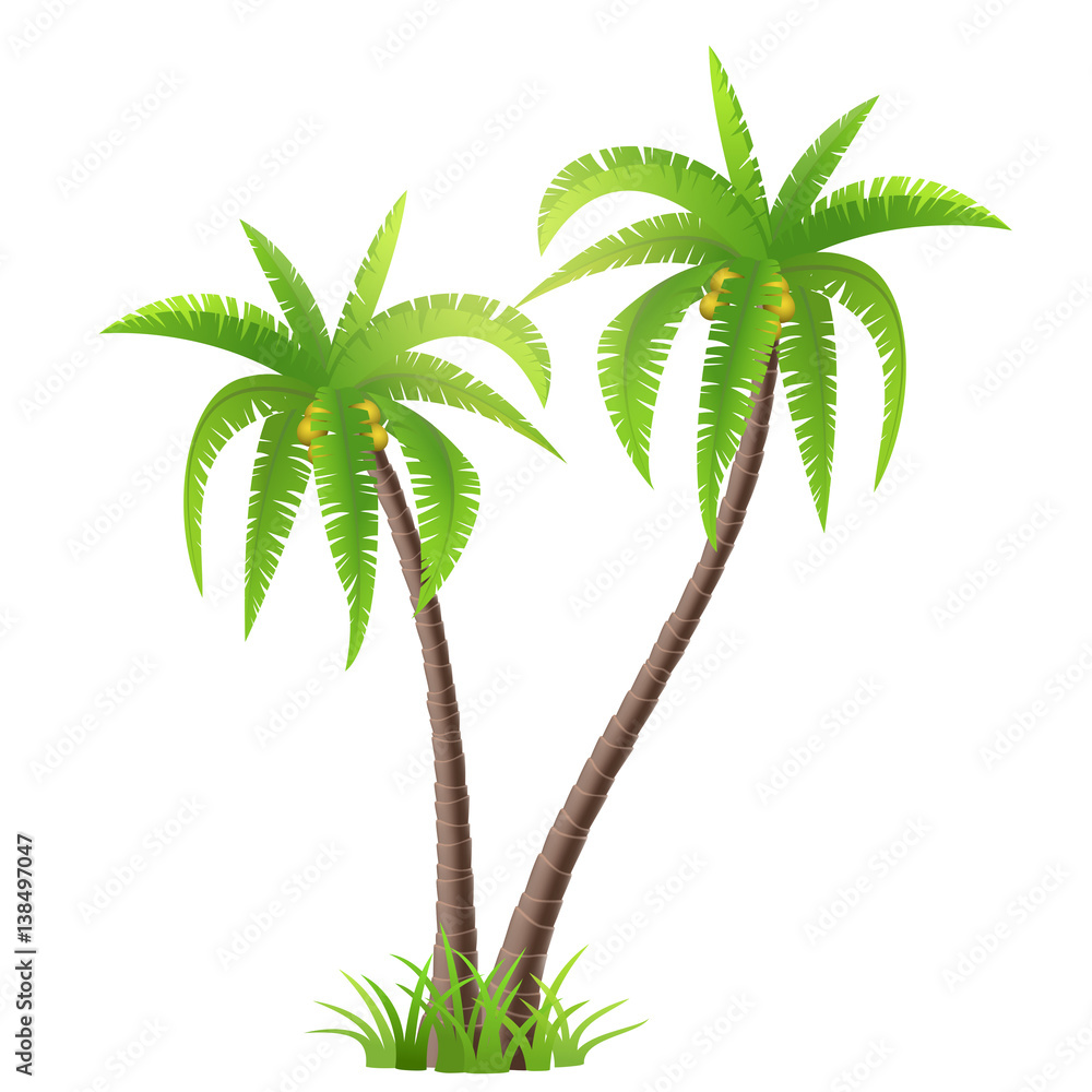 Vector illustration of two palm trees