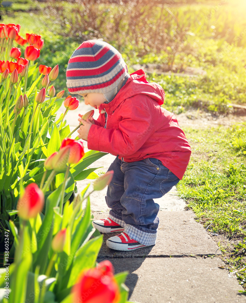 Little child smelling tulips on the flower bed in beautiful spring day