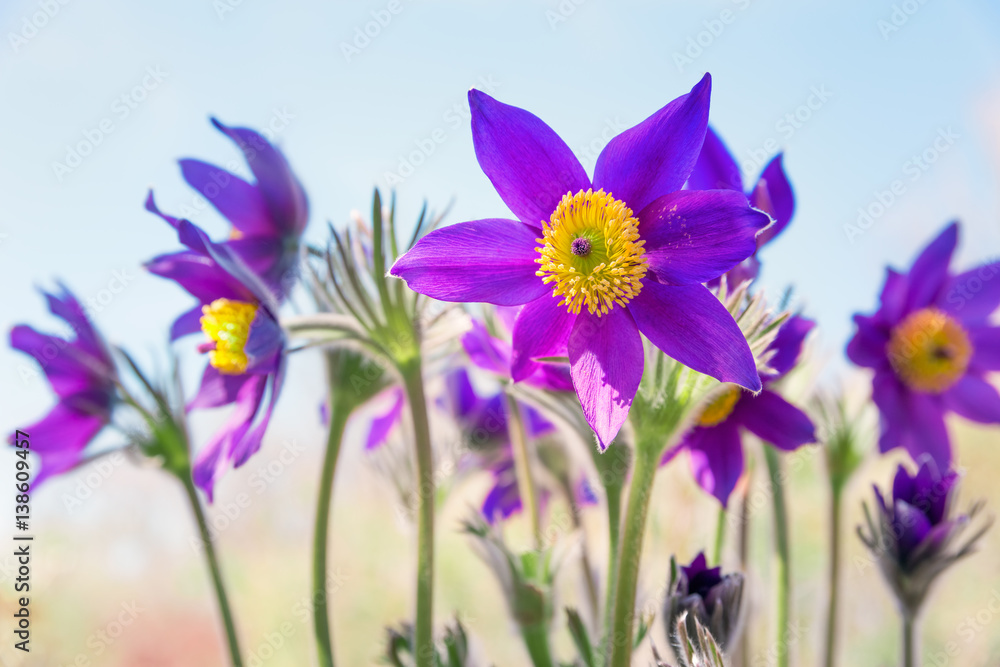 Spring purple flowers background 