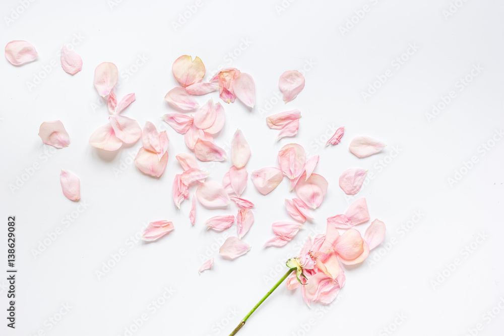 rose pattern in soft light on white background top view