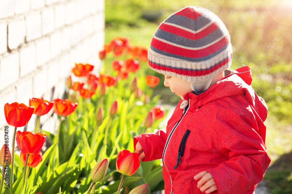 Little child smelling tulips on the flower bed in beautiful spring day