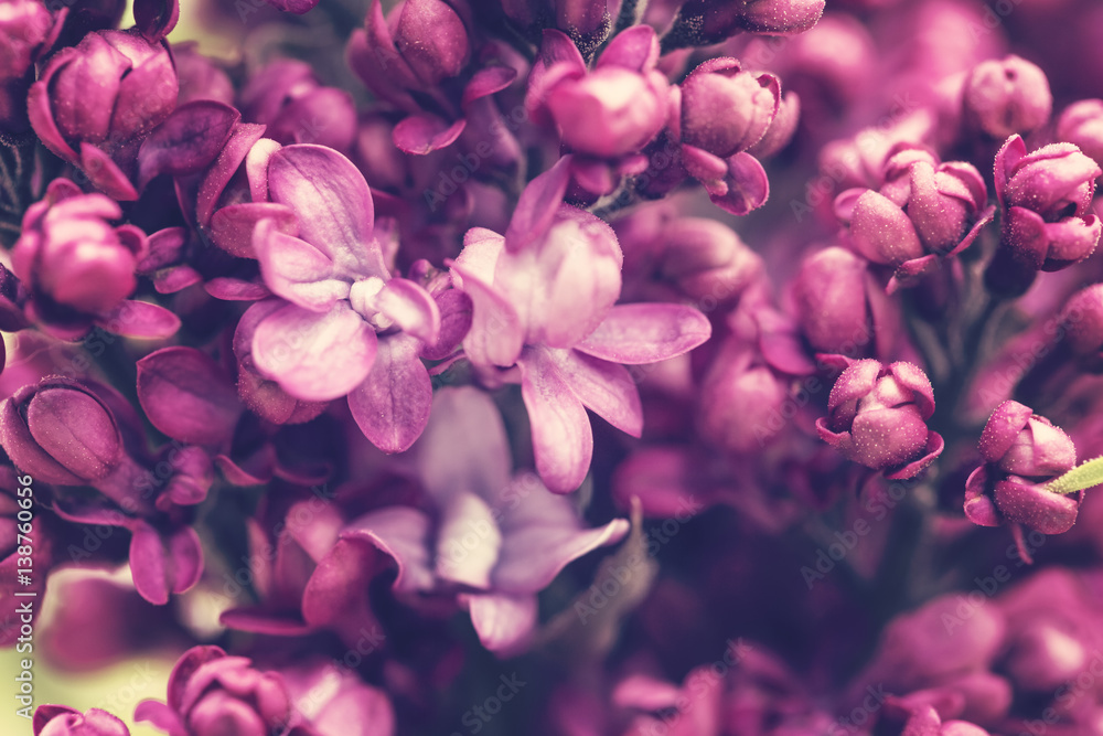 Lilac flowers background