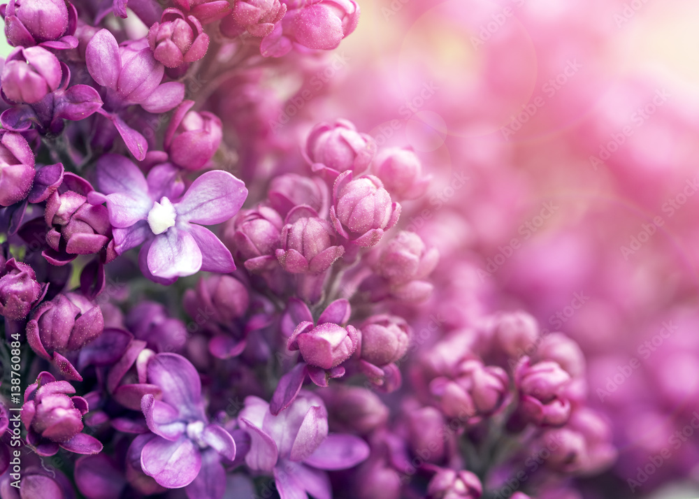 Lilac flowers background