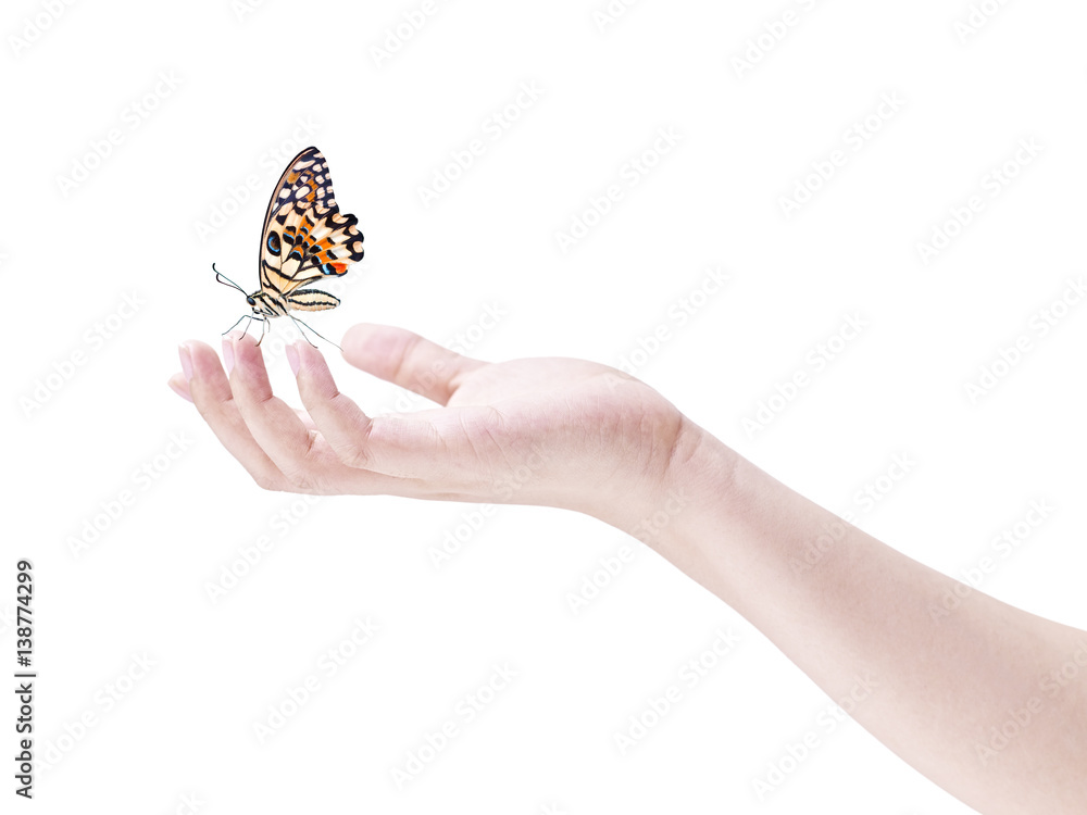 butterfly landing on human fingers