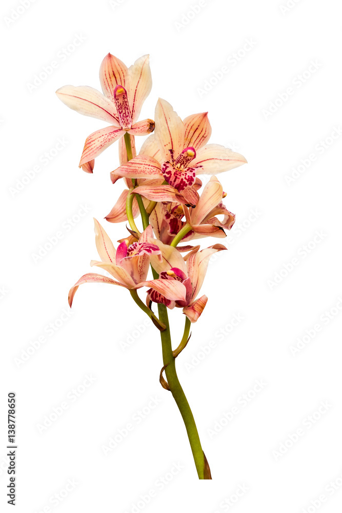 orchid isolated on white