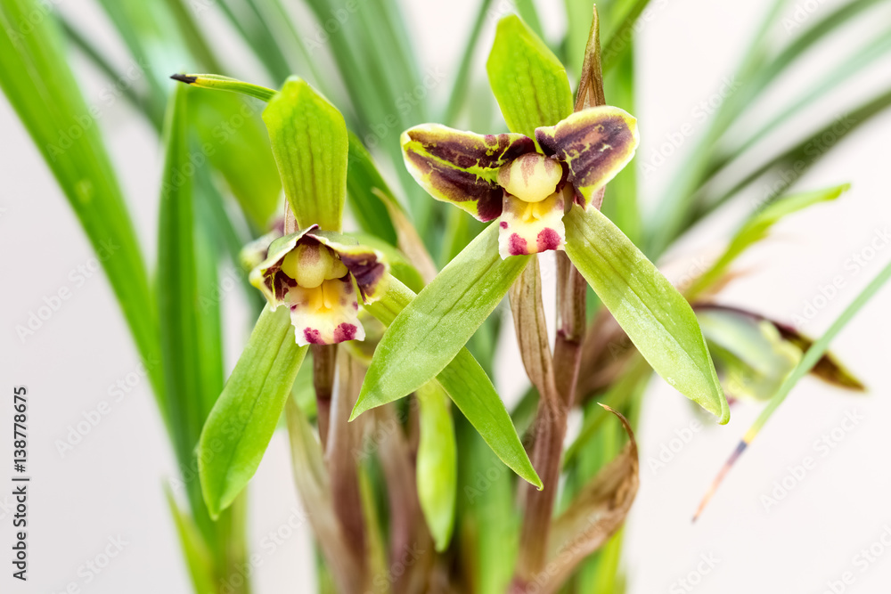 orchids closeup in spring