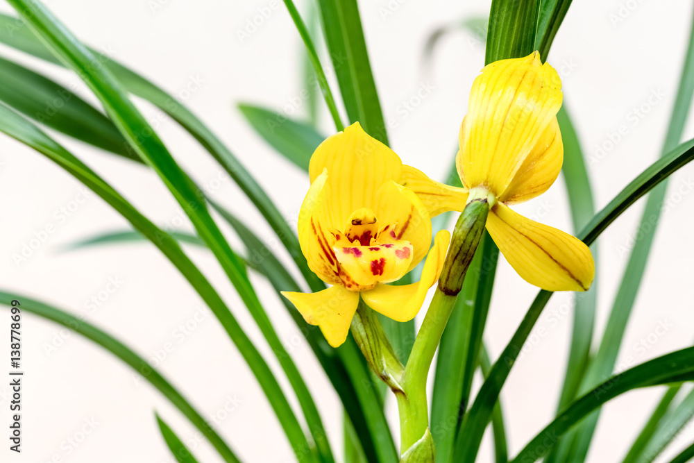 yellow orchids bloom in the spring