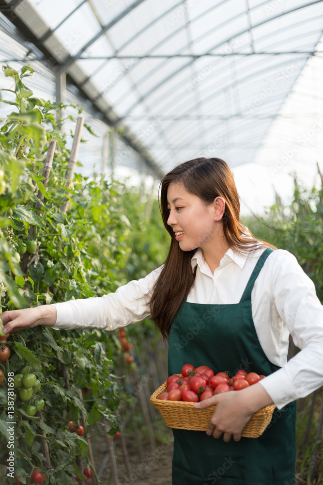 young beautiful asian woman works in green field