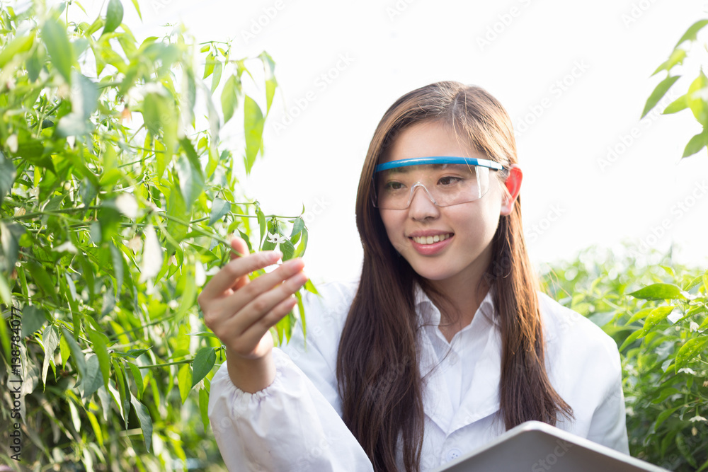 young beautiful asian woman works in green field