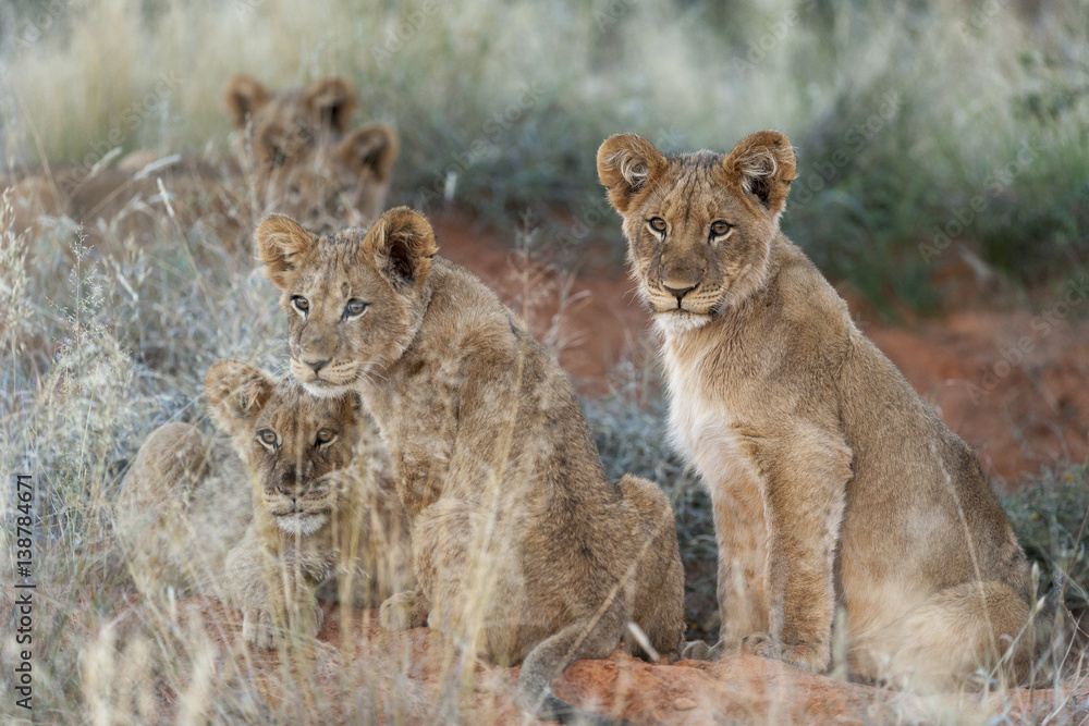 狮子（Panthera leo）幼崽。北开普省。南非。