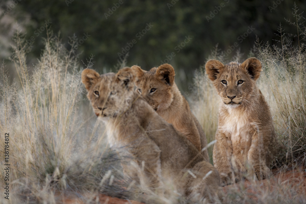 Lion (Panthera leo) cubs. Northern Cape. South Africa.