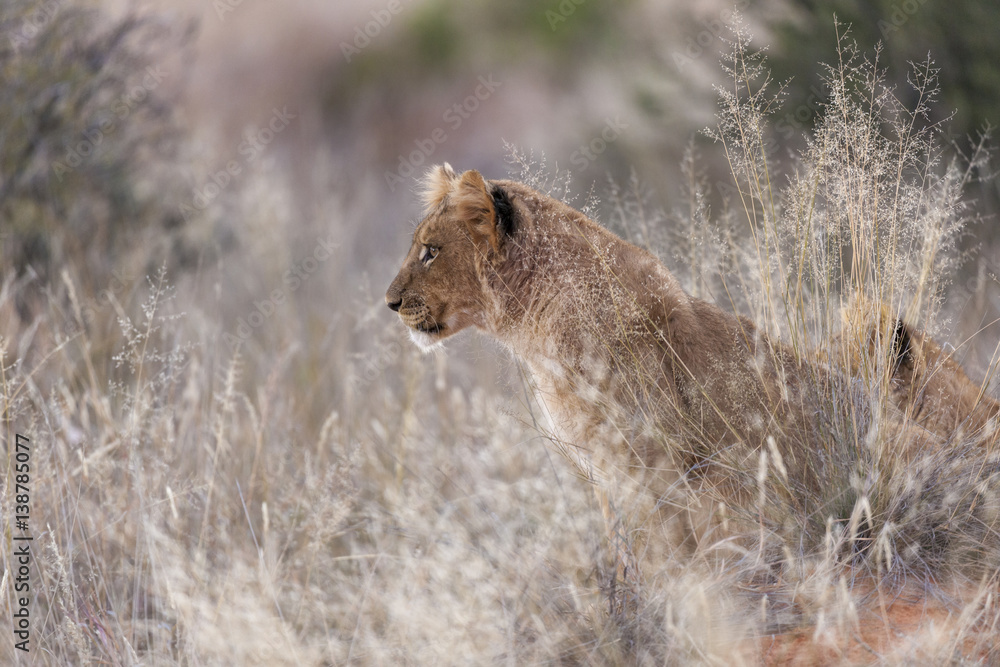 Lion (Panthera leo) cubs. Northern Cape. South Africa.