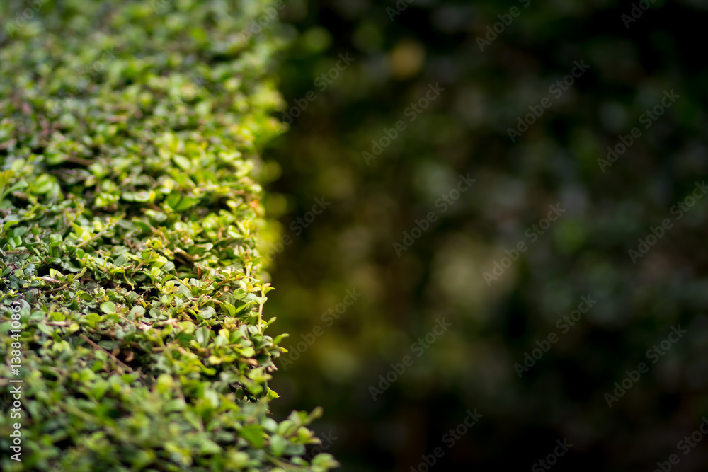 Fresh green leaves.Green background with leaves.