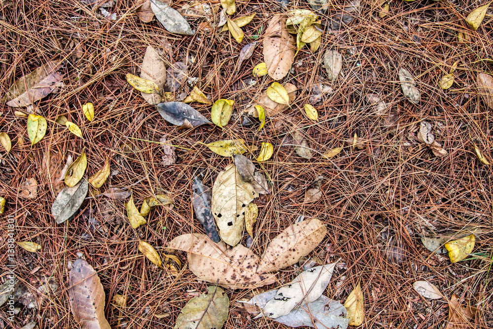 close up top view forest pine ground