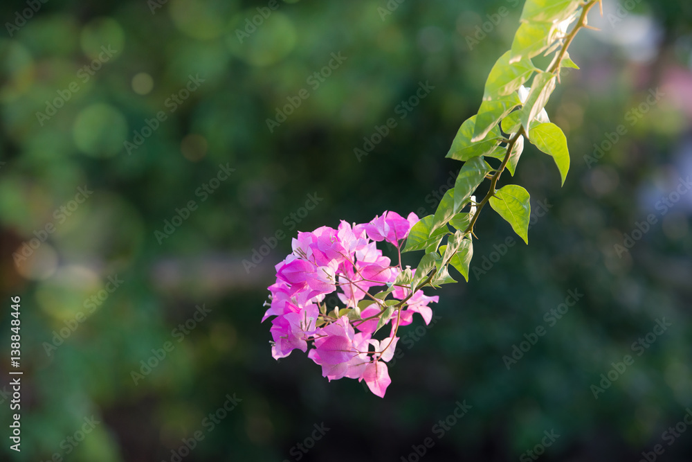 粉色花朵，绿色森林背景