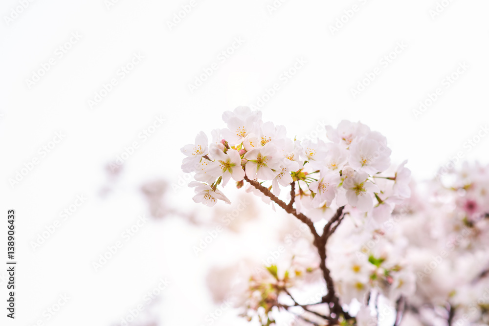 Beautiful cherry blossom sakura in spring time isolated on white