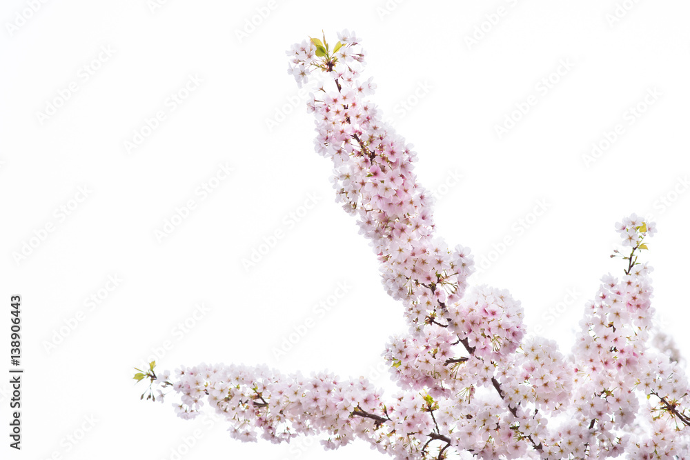 Beautiful cherry blossom sakura in spring time isolated on white