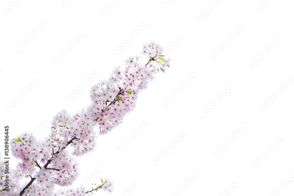 Beautiful cherry blossom sakura in spring time isolated on white