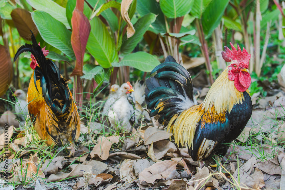 close up portrait of bantam chicken, Beautiful colorful cock