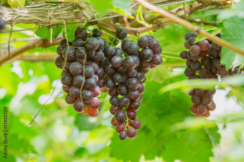 Bunch of ripe grapes (BLACKOPOR) on a vine in agricultural garden