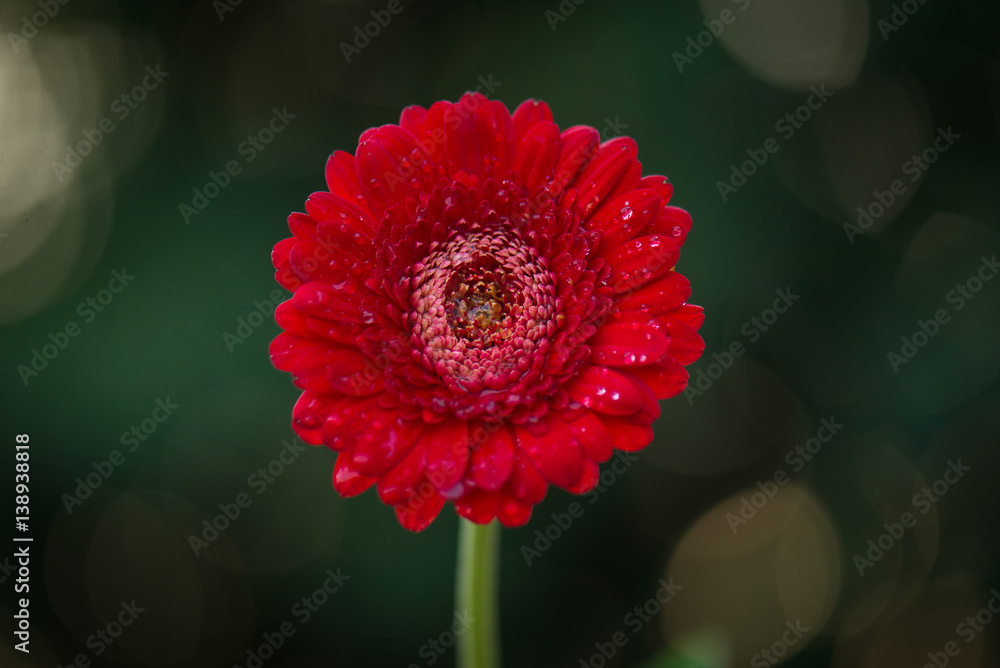 Red gerbera with water drops on nature background