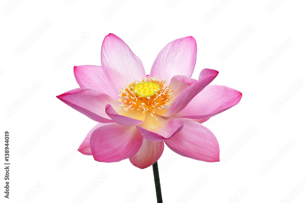 lotus flower isolated on white background.