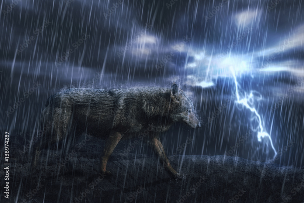 wet grey wolf  on the rock