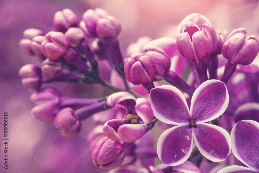 Lilac flowers background