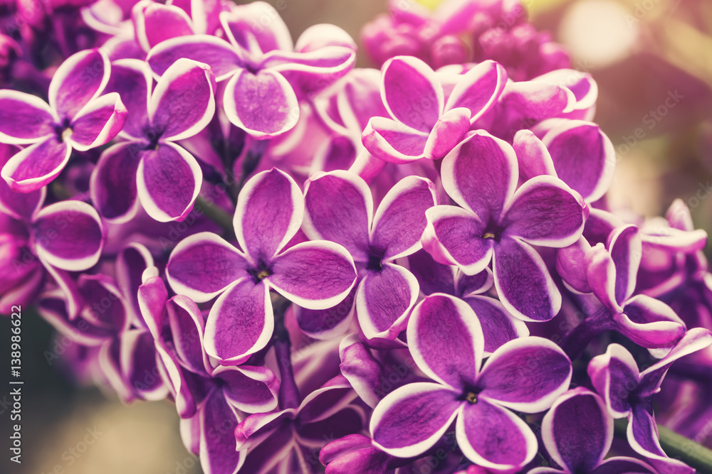 Lilac flowers background