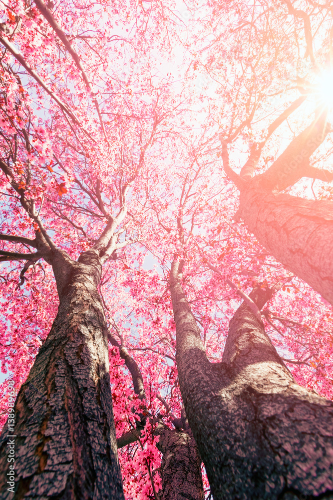 Pink tree flowers in sunlight springtime