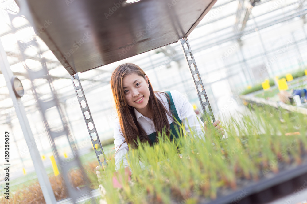 young asian woman works in green house