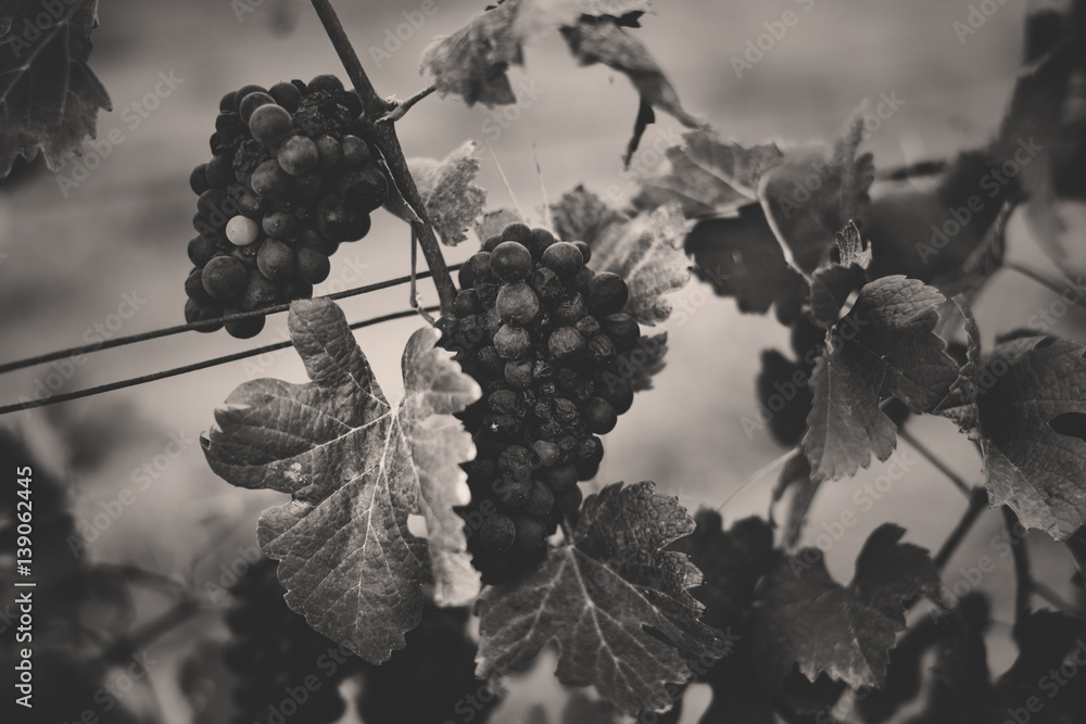 Grapes Hanging with Leaves in Vine Yard