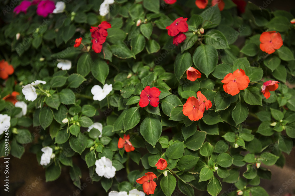 Beautiful Blossom Colorful Flowers Background