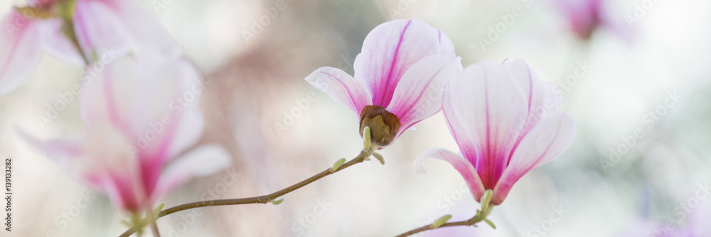 Magnolia flowers spring blossom 