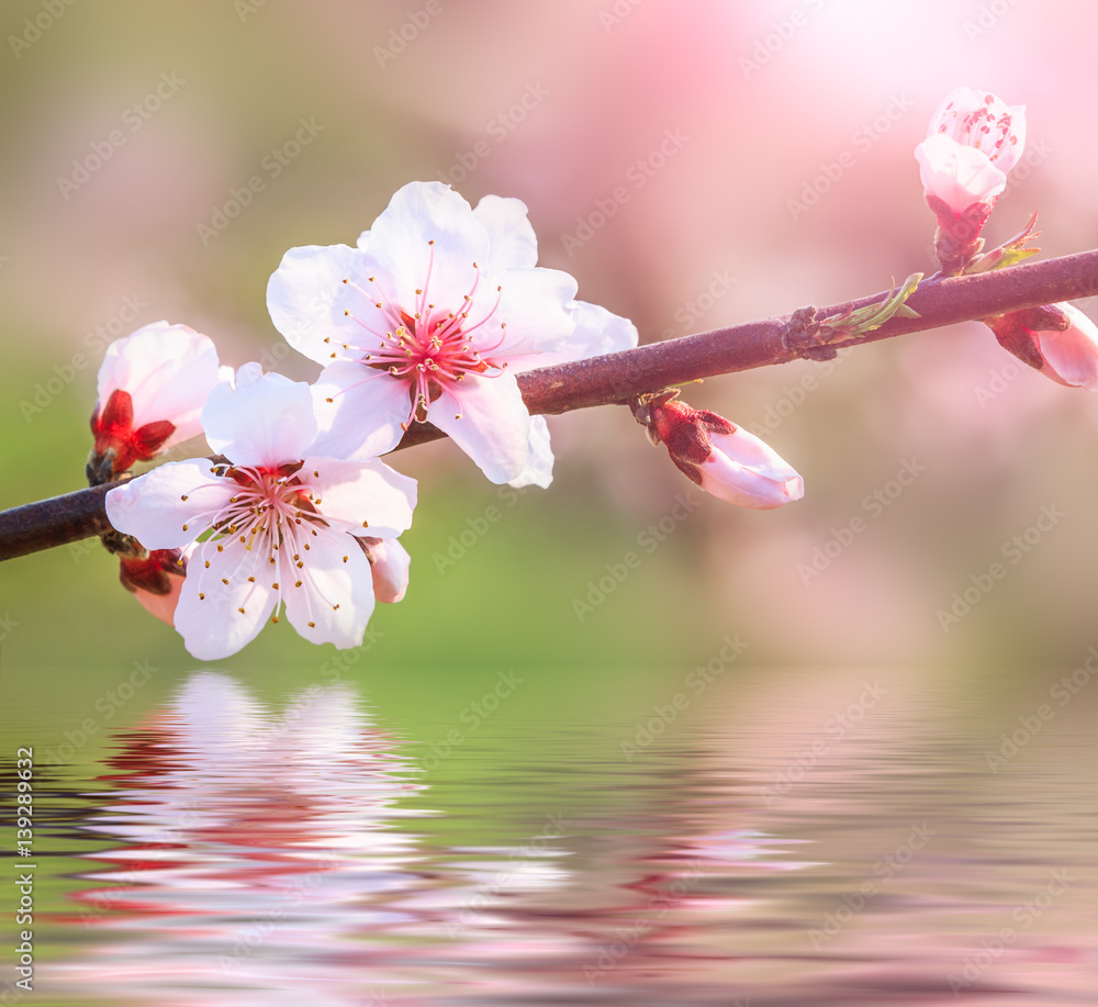 Peach blossom and water reflection