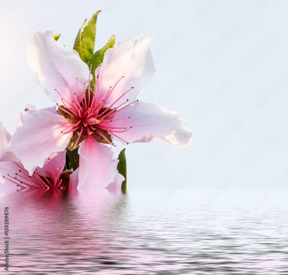 Peach blossom and water reflection